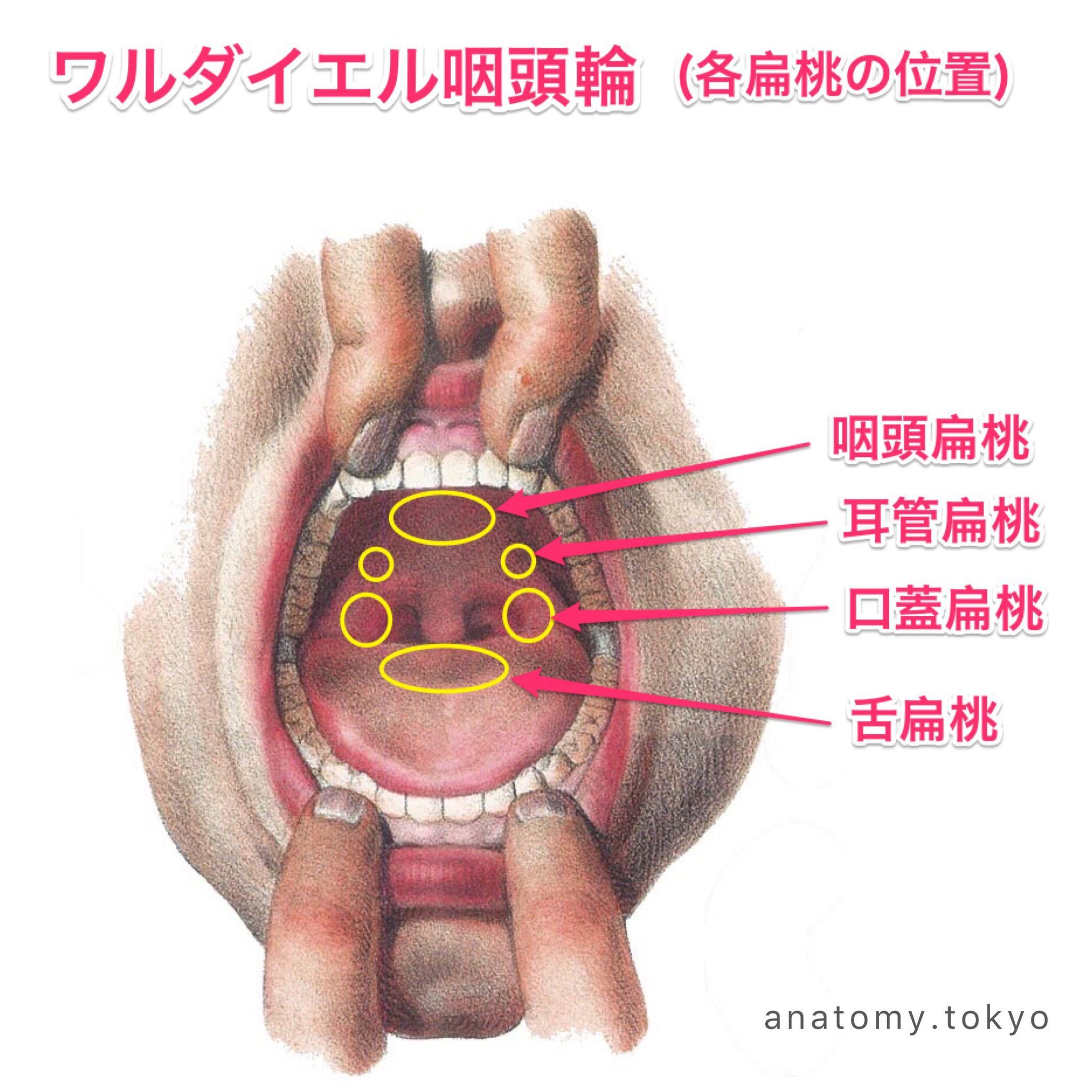 ワルダイエル 咽頭 輪