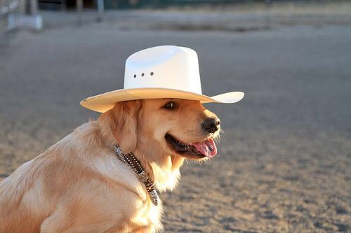 angelbabyr2's tweet photo. and today I googled “dog in cowboy hat” https://t.co/mLDkH7bae0