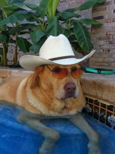 angelbabyr2's tweet photo. and today I googled “dog in cowboy hat” https://t.co/mLDkH7bae0