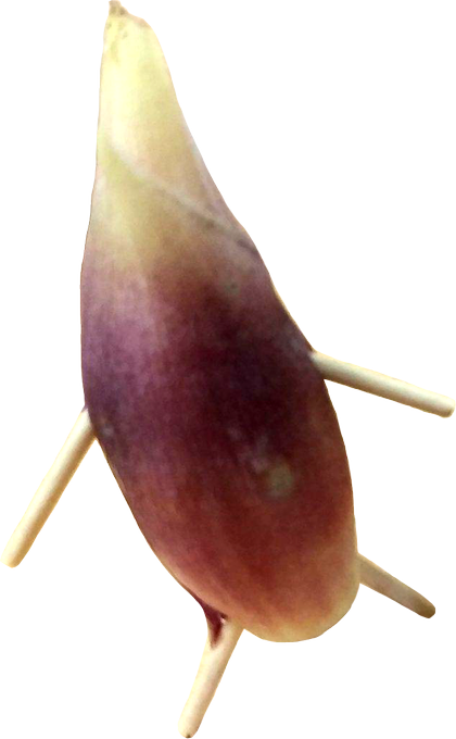 ミョウガのtwitterイラスト検索結果 古い順