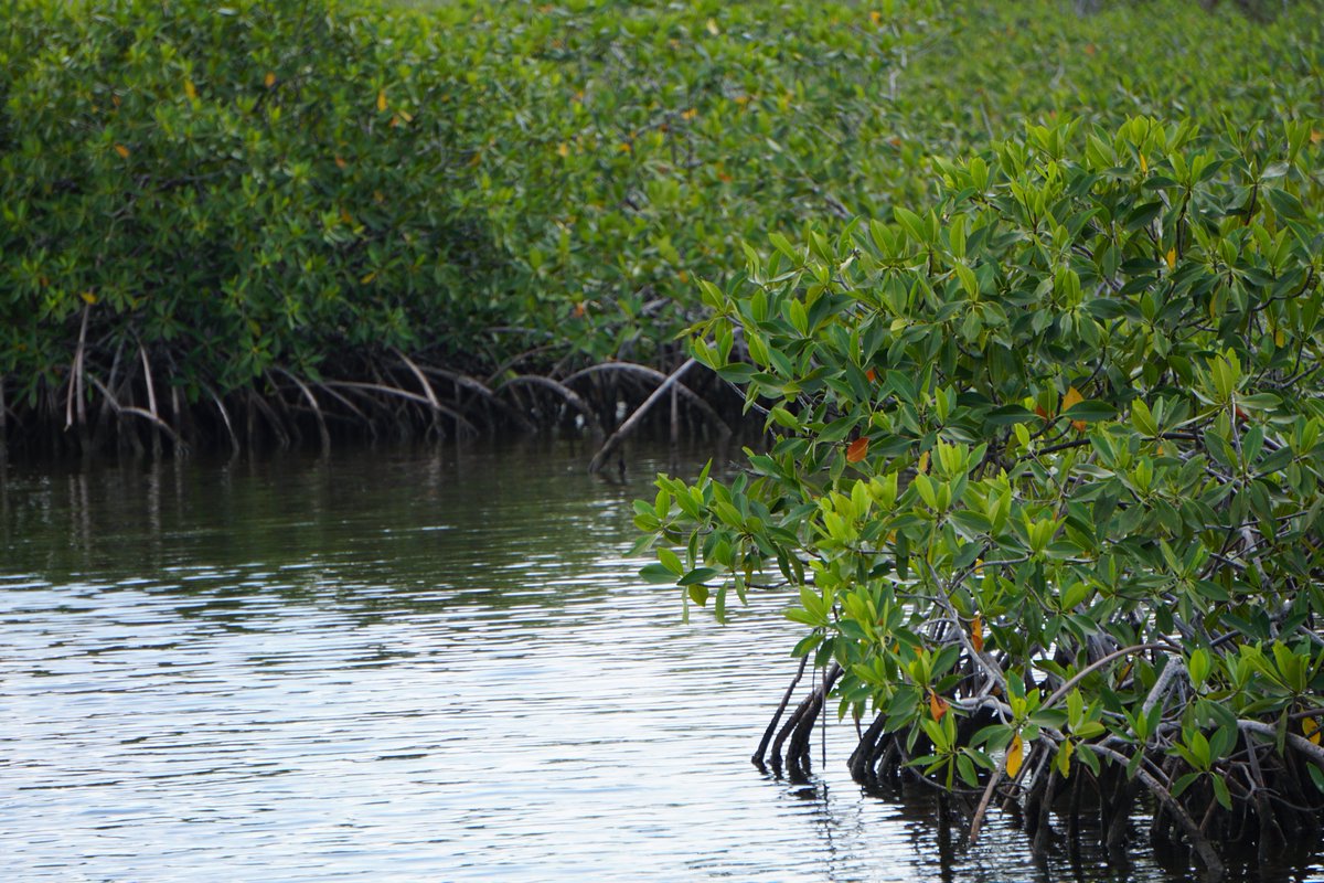 ridgetoreeef's tweet photo. Happy International Day for the Conservation of the Mangrove Ecosystem! #PaynesCreekNationalPark #Mangroves #Belize! https://t.co/BOxTijbgHr