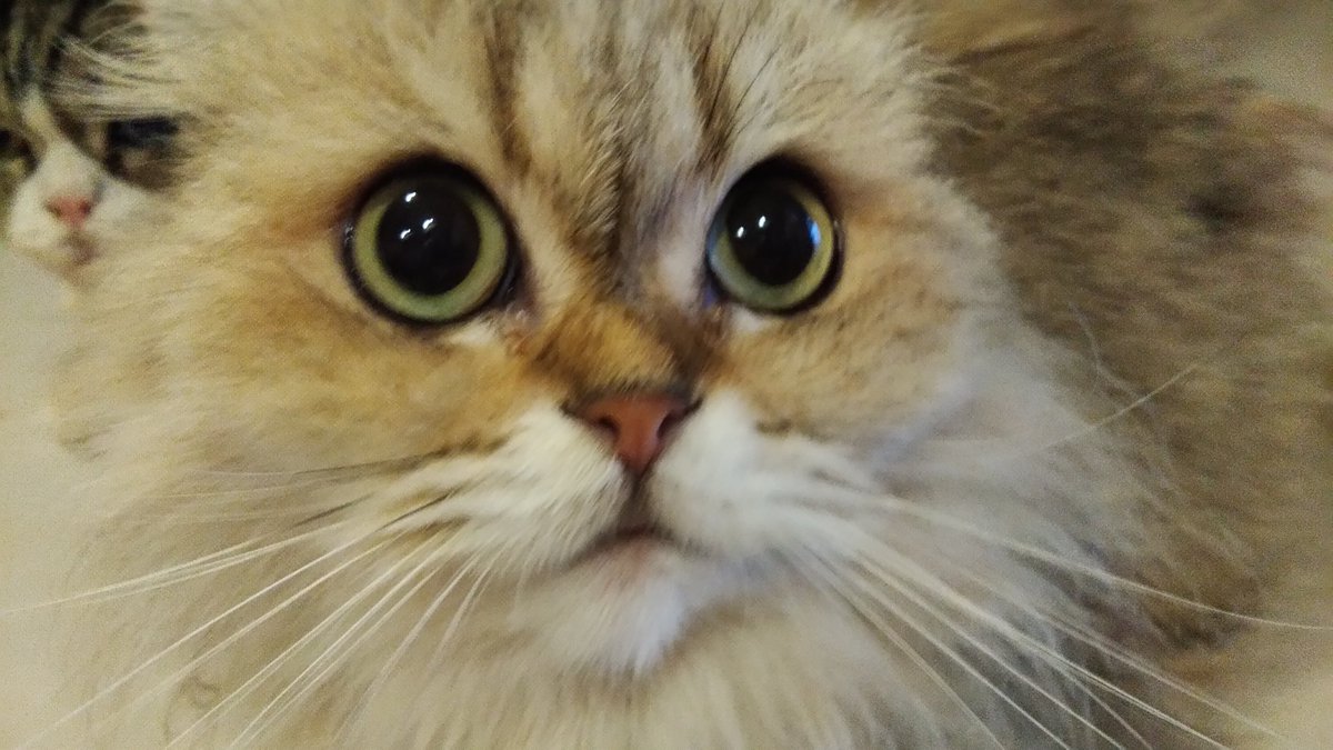 goldie #tagaytay#catcafeph #tabbytowncatcafe #corgiclub