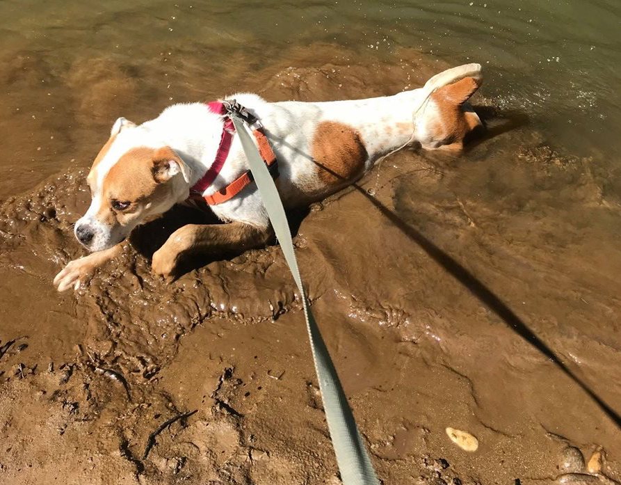 BrotherWolfAR's tweet image. Dallas thought a mud bath spa treatment would be a fitting end to his hike with our Outward Hounds Hiking Club! #summerdog