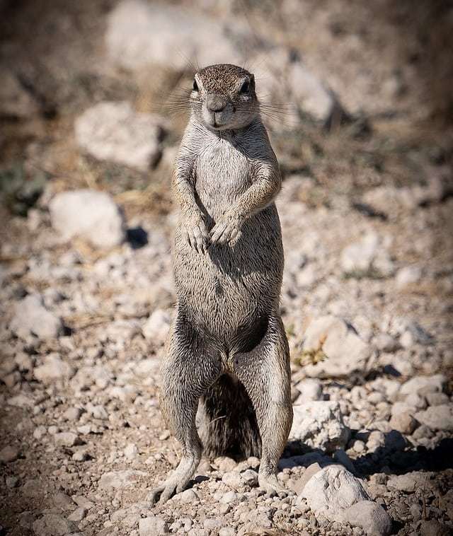 Snitzerphoto's tweet photo. Reach for the sky varmint!  Namibian Squirrel looking concerned.
.
.
.
#nature #beautifuldestinations #earthfocus #keepitwild #discoverglobe #discoverearth #nationalgeographic #nationalgeoadventure #natgeo #earthpix #earthofficial #roamtheplanet #visuals… https://t.co/u1nD35QFru https://t.co/iRCSLGig9a