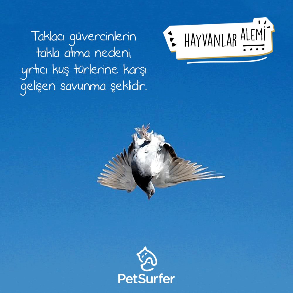 Taklacigüvercin Hashtag On Twitter
