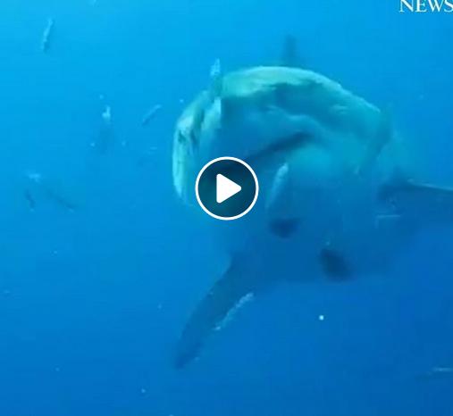 That sure is a big shark! She was pregnant at the time.... :) facebook.com/fluwatue/posts… …