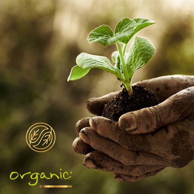 Organic Colour Systems tam olarak bir “Sistem”dir. Yüksek performans yelpazemiz, profesyonel salon ürünlerimiz, size ve müşterilerinize mükemmel sonuçlar verebilmek için birbirleriyle uyumlu çalışacak şekilde tasarlanmıştır.

dogatek.com.tr