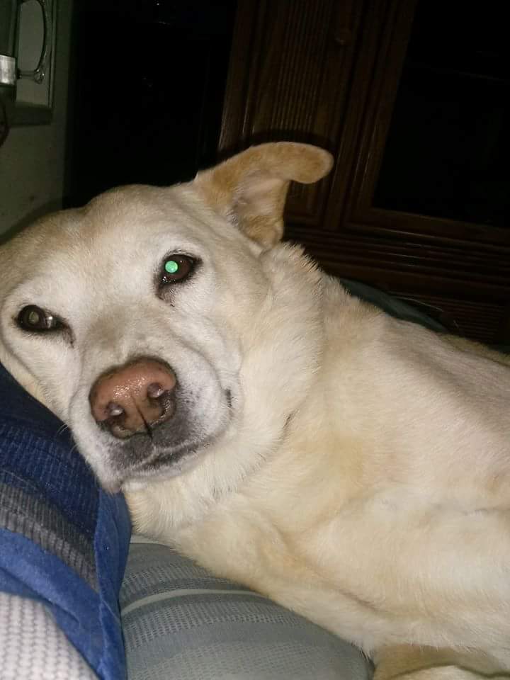 sinsitee's tweet photo. @blckriflecoffee Love Dogs https://t.co/qrITwED7oP