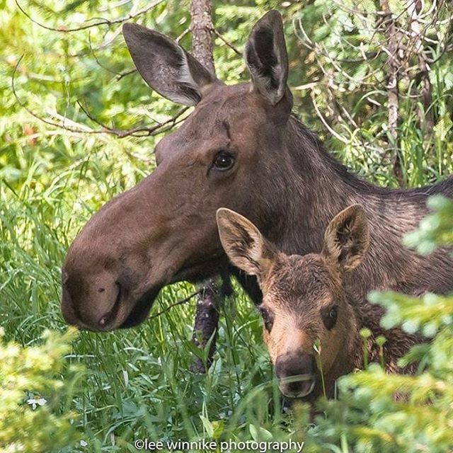 #moose #bullmoose #rockymountainnationalpark #colorado #coloradophotography #coloradophotographer #coloradooutdoors #lovecolorado #coloradowildlife #wildlife #wildlifephotography #wildlifelovers #nature #naturephotography #naturelovers #instagramphotos #… ift.tt/2AeDZZG