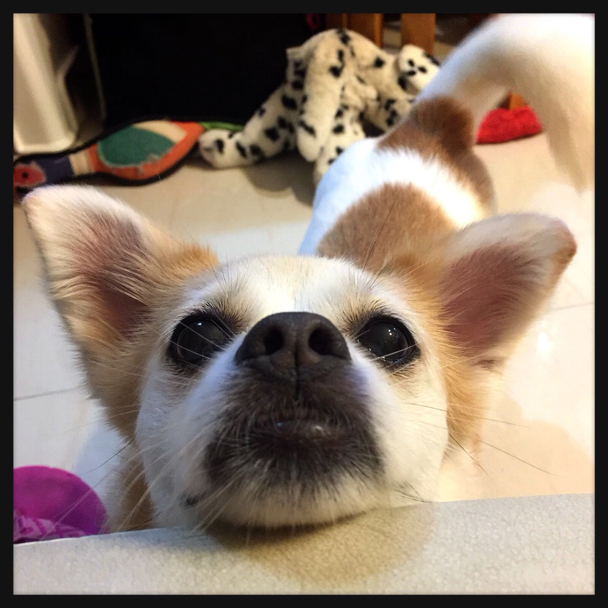 MissfoxGigi's tweet photo. 本小姐係咪好靚呢～

#狐狸小姐 #鼻哥窿好大囉 https://t.co/Vs1kVwspHE