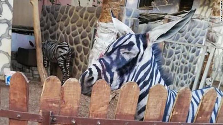 A zoo is accused of painting a donkey and passing it off as a zebra cnn.it/2AfZglM