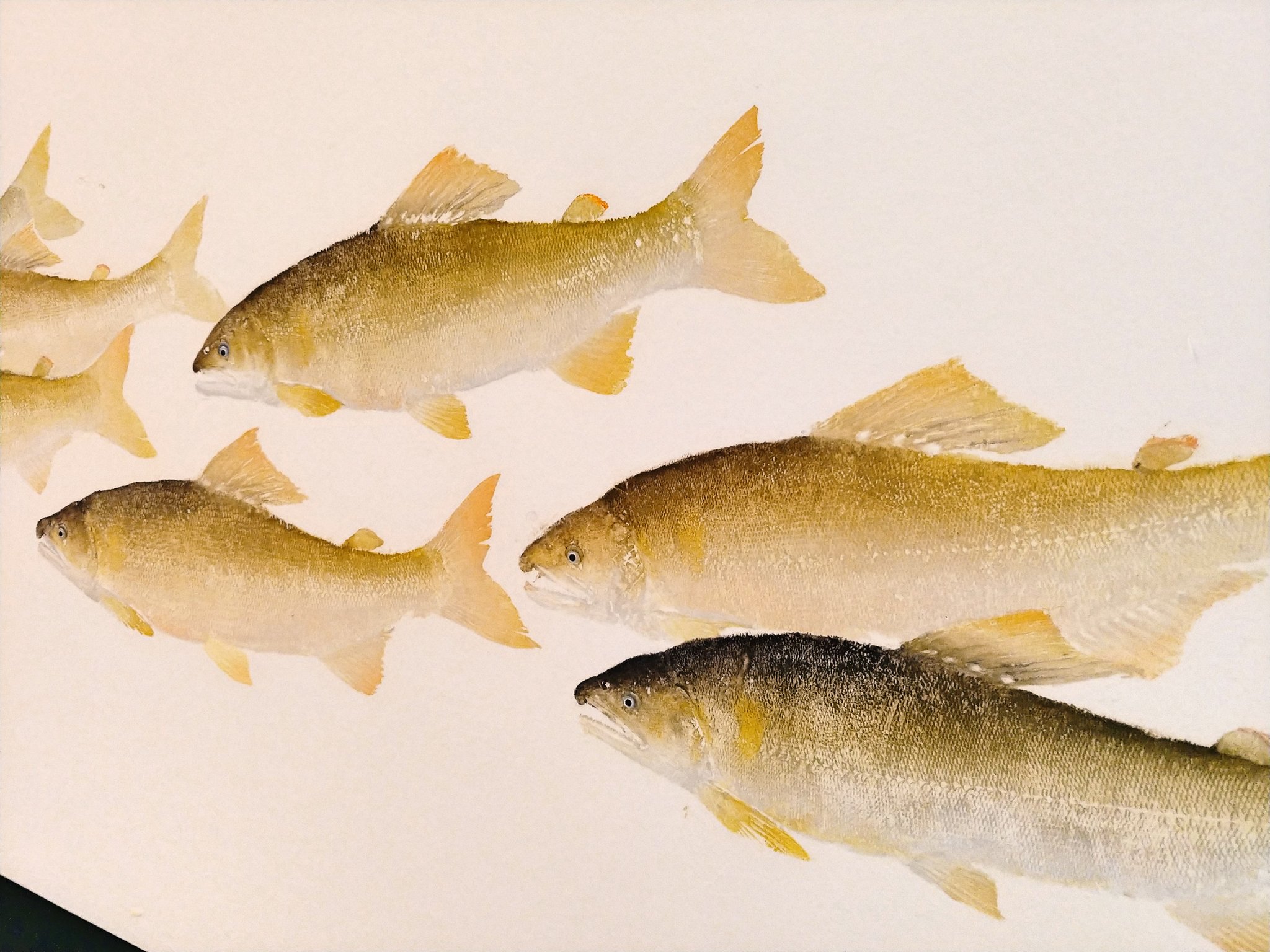 瀬戸内市立美術館 Na Tviteru まるで絵画のような鮎 これ 実は魚拓です 魚に直接絵の具を塗り重ねて 和紙を重ねてうつり取ります 目玉以外に加筆は一切ありません 魚拓は江戸期にはじまる日本発祥の文化なんですよ 瀬戸内市立美術館 せとうちアート水族館