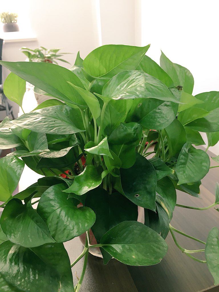spruceyau's tweet photo. my new handy office pals...fresh, yes https://t.co/9wKIpughKB
