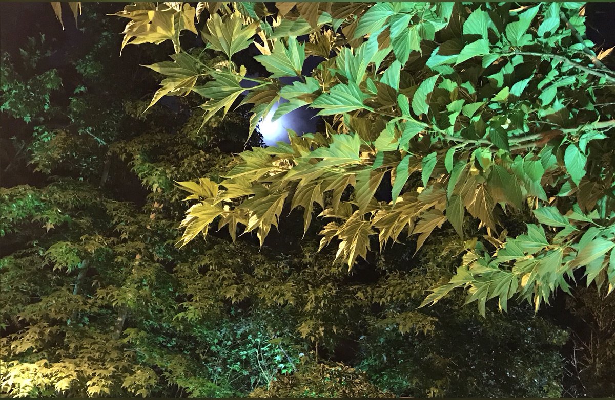 RimaIskandarani's tweet photo. #bloodmoon #eclipse #july2018 #moonlight #peekaboo #foliage #pearlywhites #whenthemoonhitsyoureye #justsaying #tmw #youjustneedtolook #notaball #nofilter #perspective #moonlit #therealthing #ourlebanon🌲 #mountainlife #speciallighting #naturallight #lookup #livelovelebanon https://t.co/3FuHUng9r5