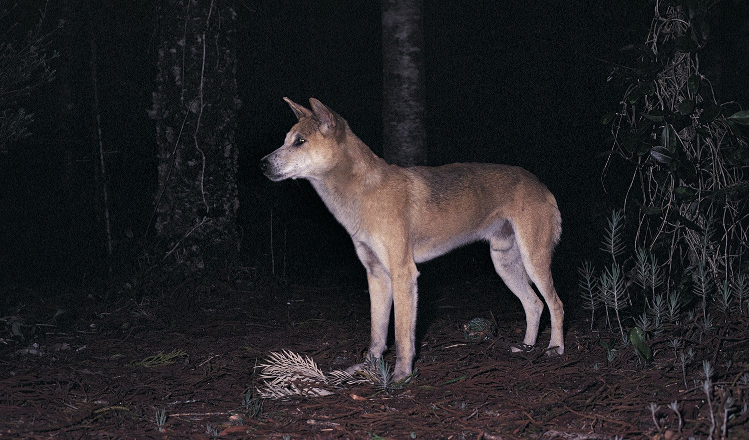 Dingo  National Geographic