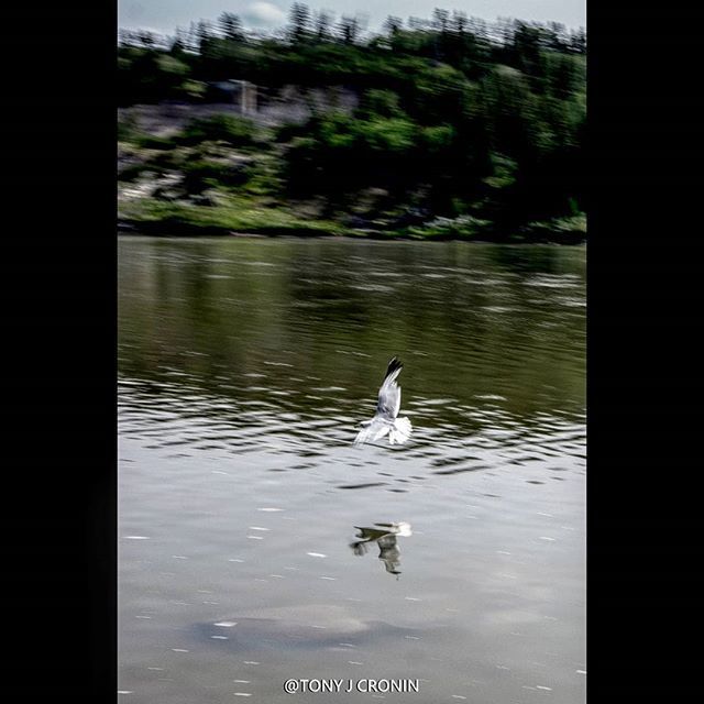 TonyJCronin's tweet photo. Walk by the North Saskatchewan. #yeg
#PentaxK3 #PentaxM200mm
#bokeh
#depthobessed
#yeg
#edmonton
#yegblog
#imagesofcanada
#nature_org
#nature
#mustbeedmonton
#yegers
#igyeg #igyegers
#yegphotographer
#urbanyeg
#exploreedmonton
#explorealberta🇨… https://t.co/N5Fz6mgdlo https://t.co/87bT2GCrqo