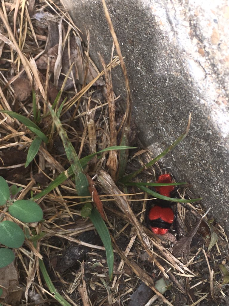 Lieseybiese's tweet photo. @ClintBowyer I wondered the same thing!! Saw it the other day. Crazy lookin sucker https://t.co/4jOaDbiUiC
