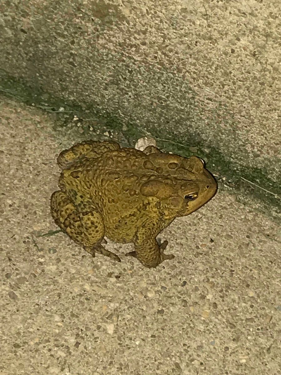 PottsCYMS tweet media