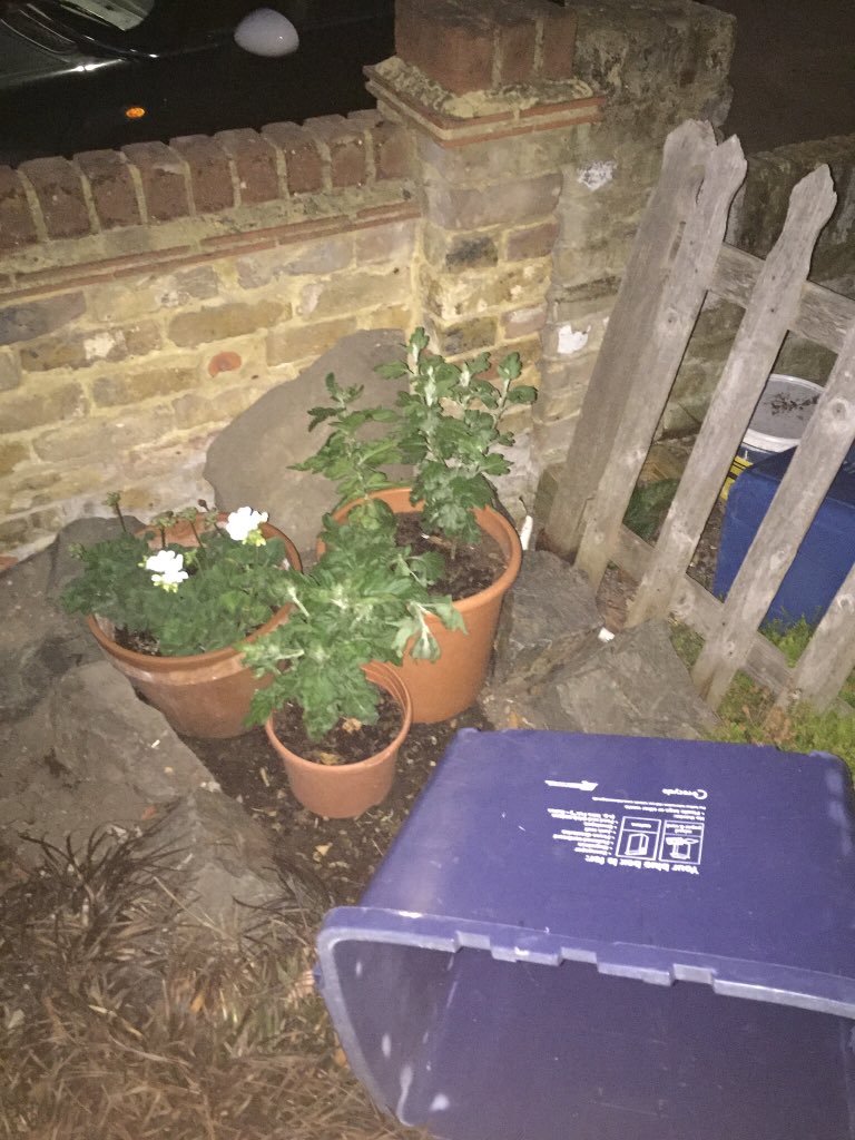 GGillanders's tweet photo. @LBRUT Don’t think my new plants really needed the trim your bin men gave them do you? #lbrut #ridiculous https://t.co/ksUj2bSWFN