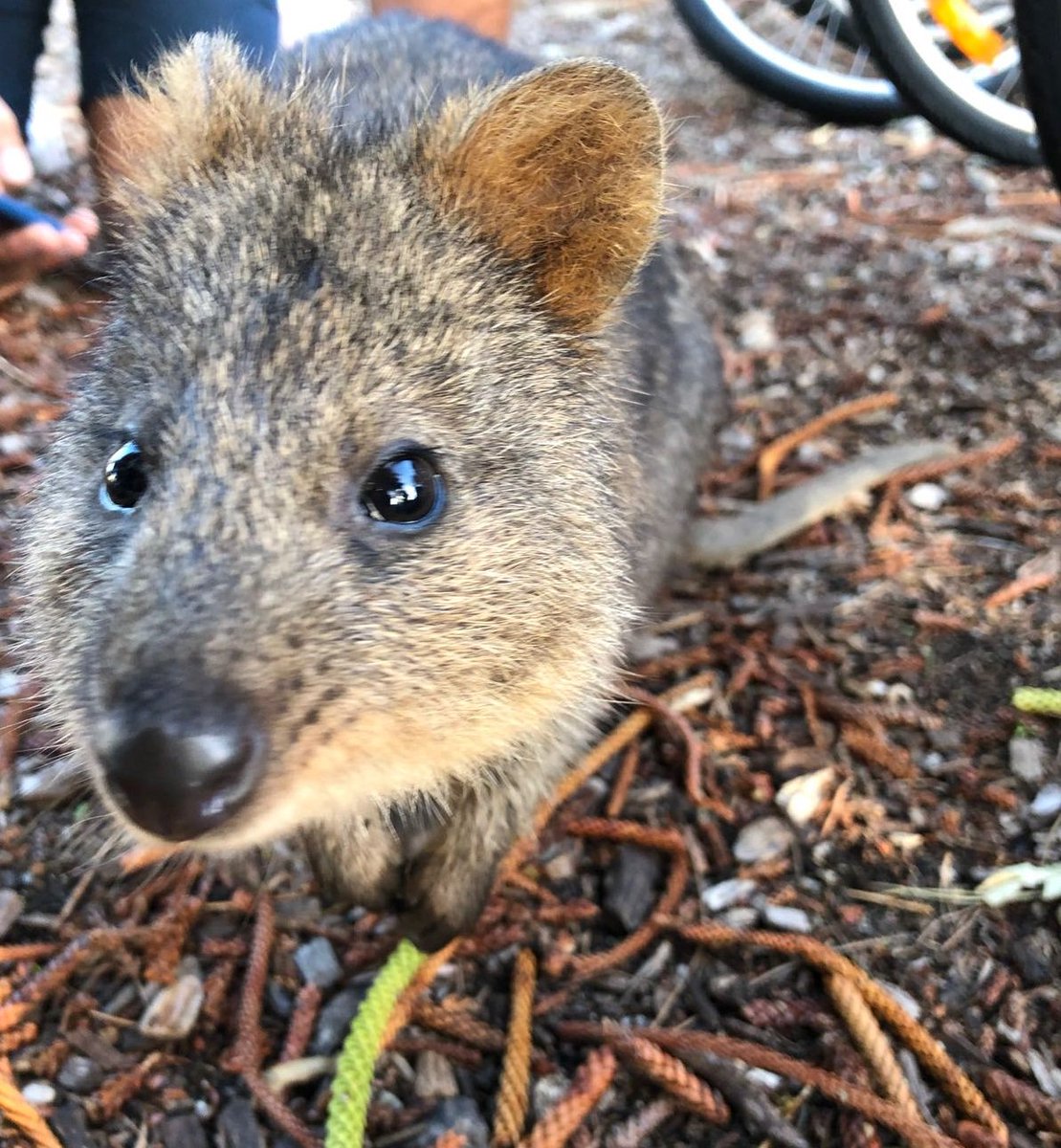 Rottnest Express tweet media