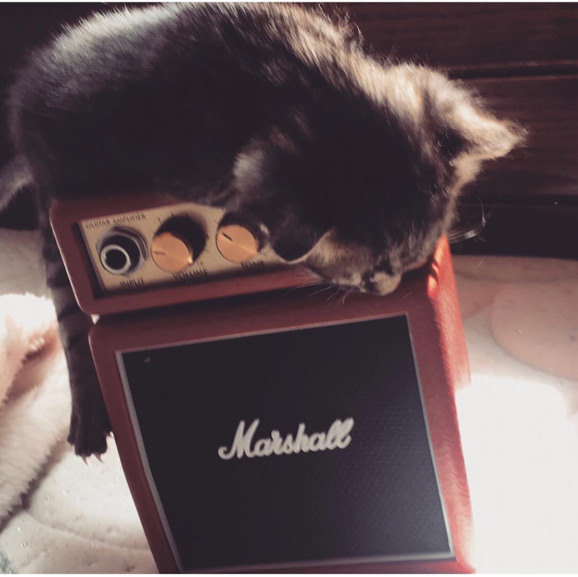 catsonamps's tweet image. Good morning and happy Friday! Thank you @aymanibrahim83 @marshallamps_uk #matshall #marshallamps #tinycat #friday #adoptdontshop #geartalk #catsonamps @marshallamps