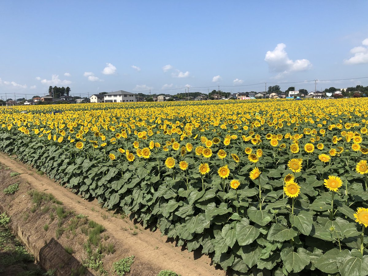 ココフリ 公式 本日の ココフリin野木町ひまわりフェスティバル にご参加くださった皆さまありがとうございます 一面の ひまわり畑で皆さま思い思いの撮影を楽しまれていました なお 明日は主体イベント 野木町ひまわりフェスティバル と共に ココフリ 公式 本日の ココフリin野木町ひまわりフェスティバル にご参加くださった皆さまありがとうございます 一面の ひまわり畑で皆さま思い思いの撮影を楽しまれていました なお 明日は主体イベント 野木町ひまわりフェスティバル と共に