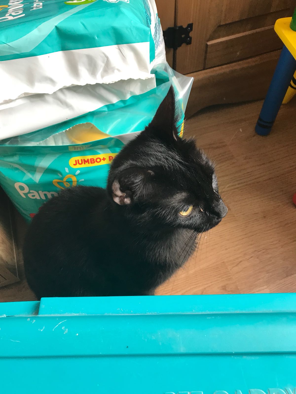 Keighley Cat Care on Twitter mummy and baby duo Dolly and