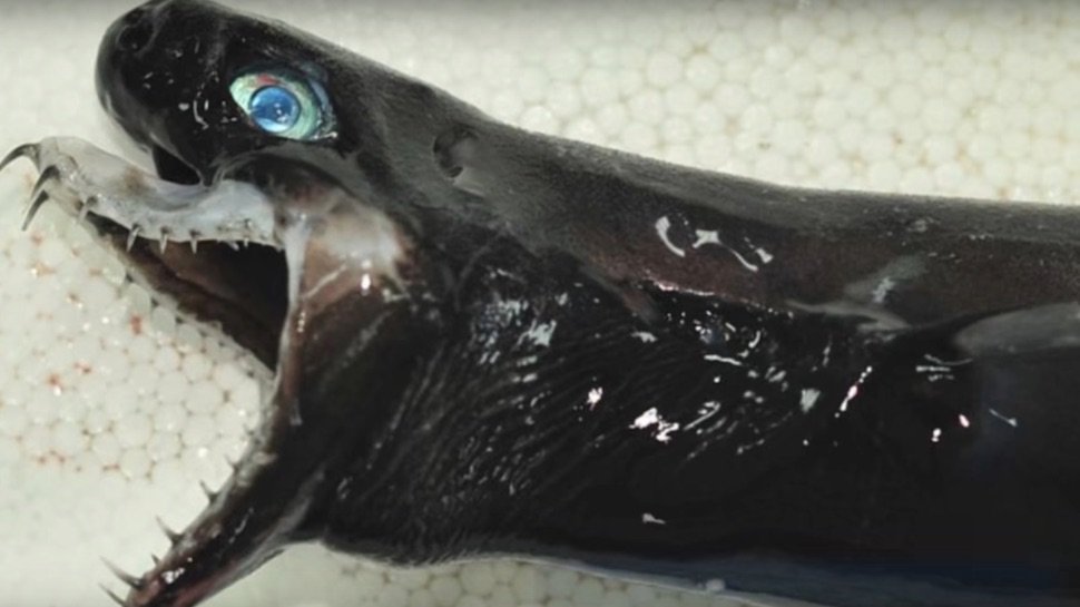 nerdist's tweet photo. This rare deep sea shark looks like a Xenomorph from #Alien and we’re intrigued and horrified: https://t.co/eLCs6dFEKM #SharkWeek https://t.co/MhJfeX5vtv