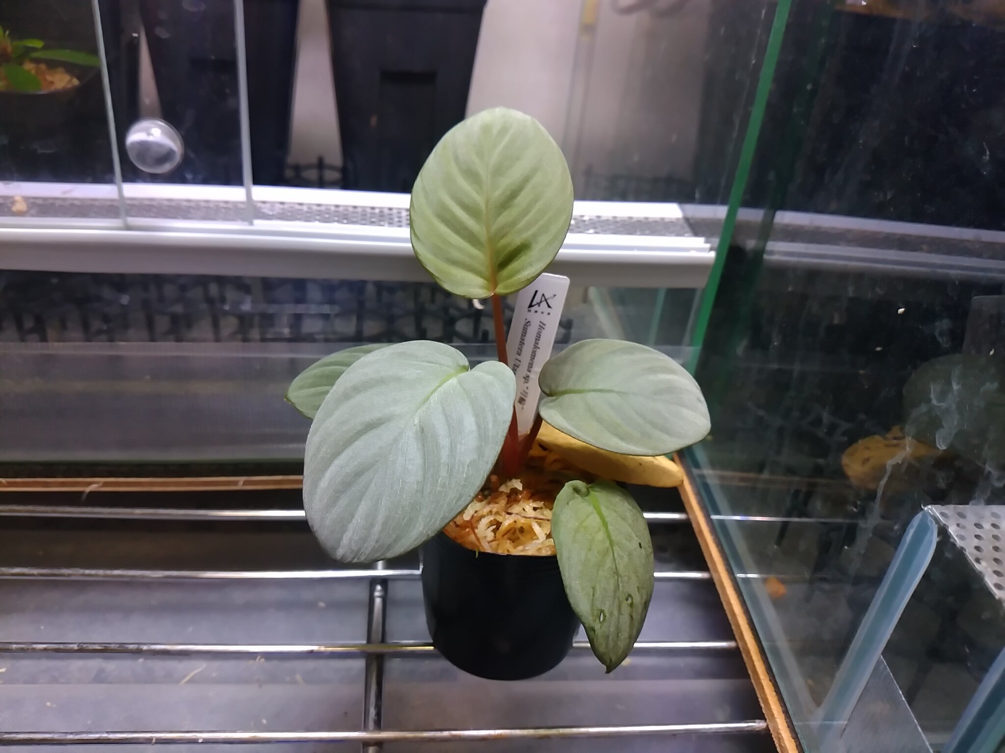 LA便 月輪 ホメロメナ Homalomena