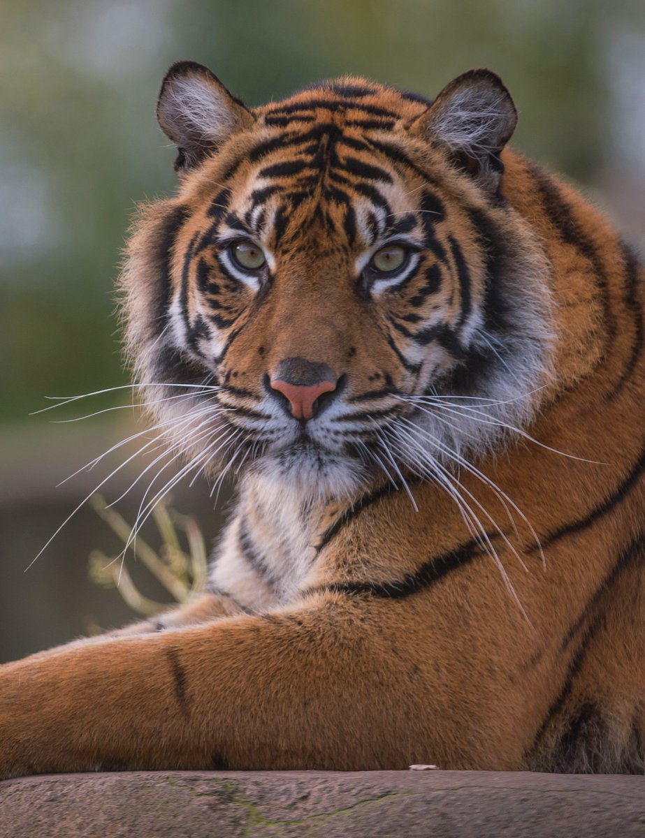 💔 Tigers are highly endangered due to hunting, habitat loss &amp; human conflict. 

A 🌍 without tigers...? Unimaginable. 

Show your love for these fantastic felines and @ActforWildlife this #InternationalTigerDay 🐯🐯🐯