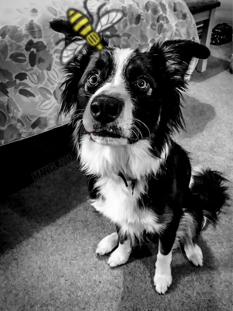 MANC_LAND's tweet photo. BruceLee VS The Manchester Bee .  This is BruceLee , he’s got ADHD ( officially diagnosed) he’s hard work but happy 🤪🐝😋 https://t.co/tqGMGCPlmS