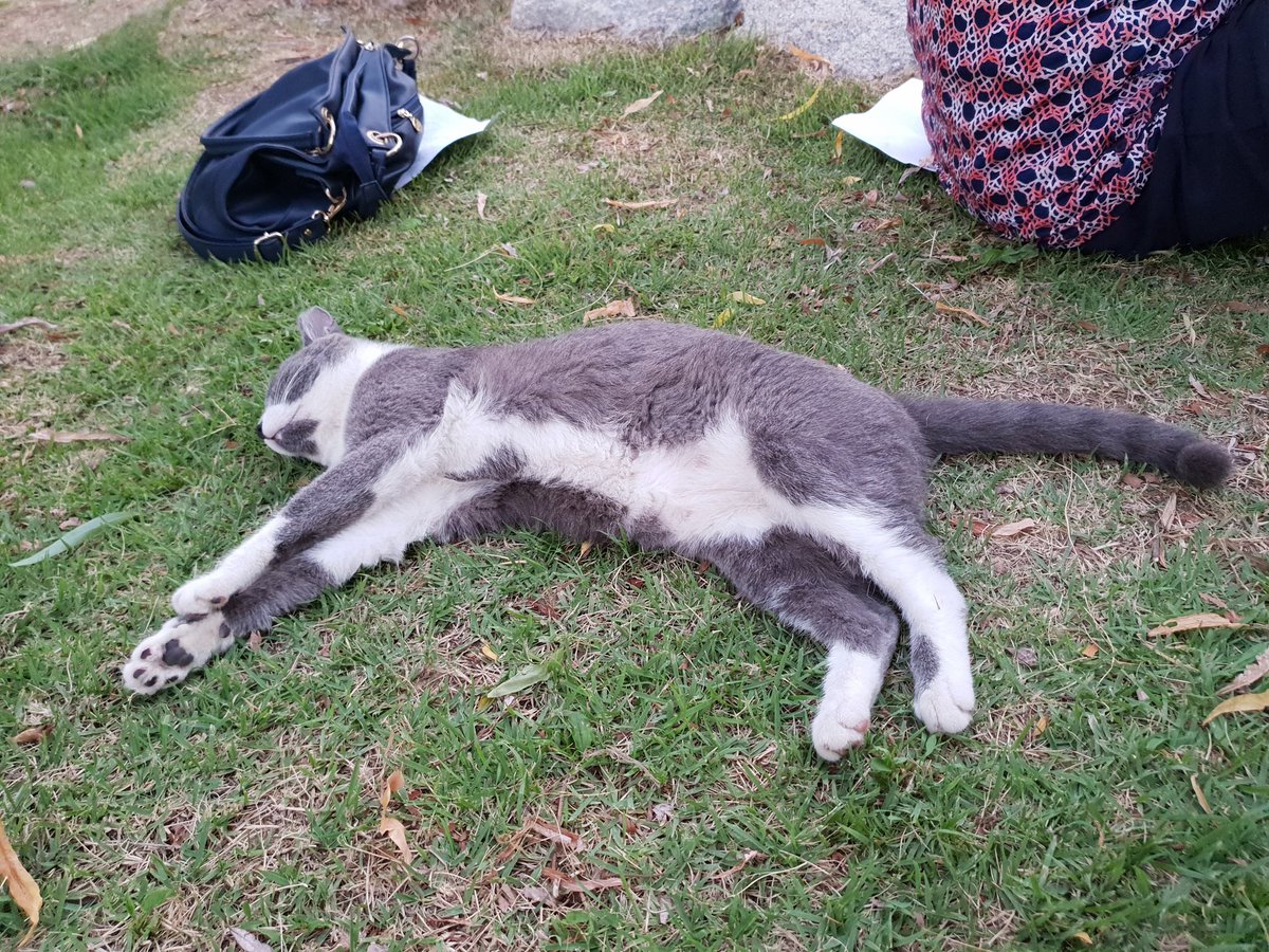 hwabc's tweet image. 길냥이 휴식중ㅎ