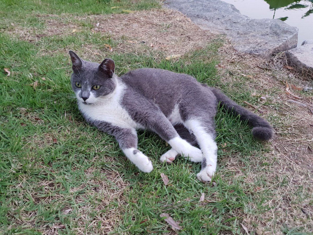 hwabc's tweet image. 길냥이 휴식중ㅎ