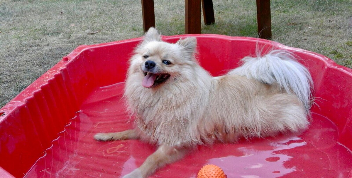 _PetsTV_'s tweet photo. Unser #Bürohund Neli beim Videodreh für #apotal zum Thema: Hitzschlag bei #Hunden - sie hatte bei dem Wetter jedenfalls einen Riesenspaß 😂 #kleinspitz #pomeranian #Hitze https://t.co/ajsD9bFGo6