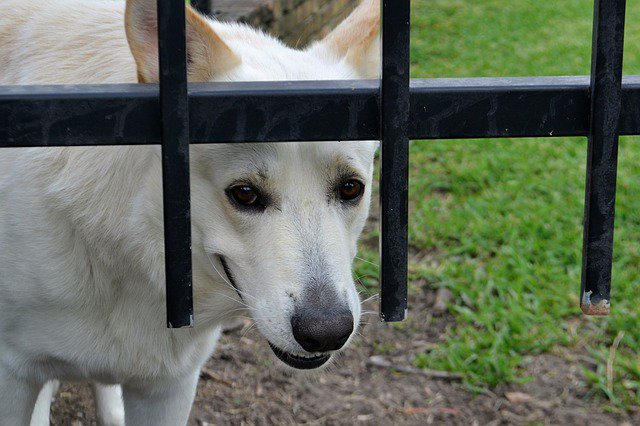 胃捻転犬