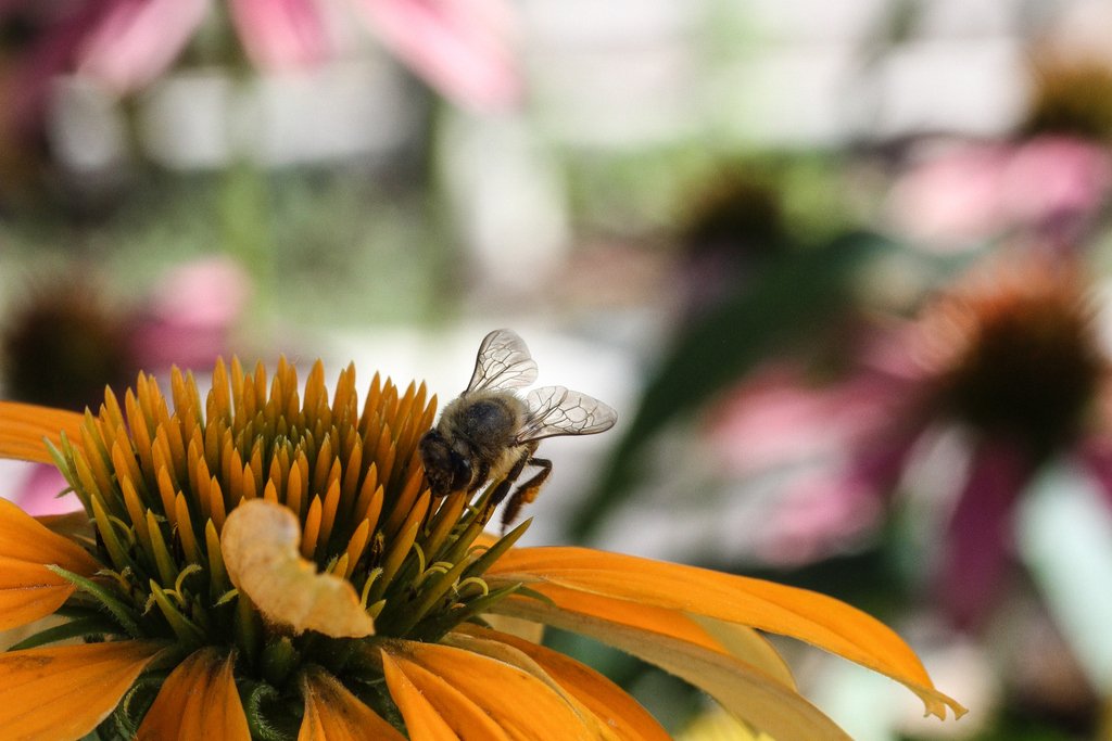 Candide_ZA's tweet image. Did you know?

A bee visits 2 million flowers, over 25 000 flights and 55 000 miles in order to make just 500g of honey!

#bees #honeyisgold #theyneedourhelp