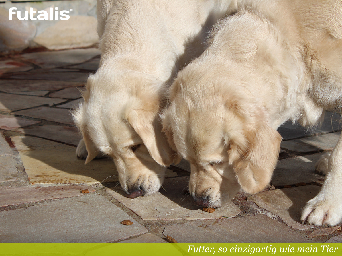 futalis's tweet photo. Auch diesen Monat haben wir wieder ein #E-Book mit einer geballten Ladung an hilfreichen Informationen rund um das Thema „Futterneid bei Hunden“ für Euch. Reinschauen lohnt sich! → https://t.co/x1aAnK002G https://t.co/Dn062sKg68