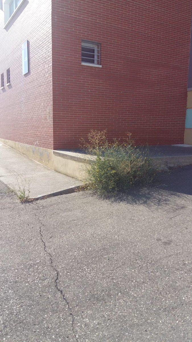 PpAjofrin's tweet photo. Mas instalaciones descuidadas, en este caso el Pabellón Municipal, Señora Alcaldesa #DondeVanNuestrosImpuestos, porque el pueblo esta mas decuidado que nunca. https://t.co/WzI5x3tiBD