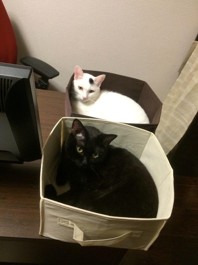 Pc作業を邪魔する猫さん かわいい を鎮める方法 そうすれば良かったんだ Togetter