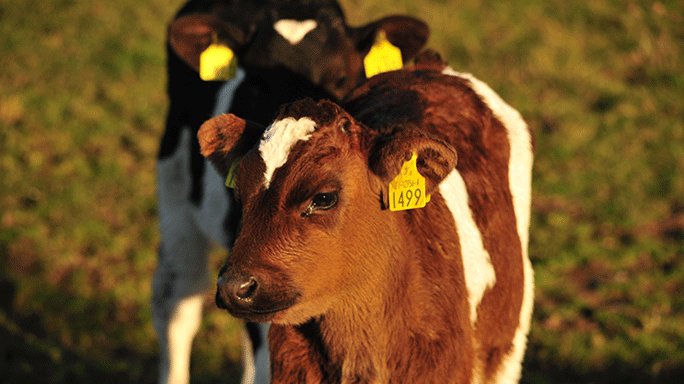 FeedForGrowth's tweet image. 70 = 

The monthly cost in £ of delaying age at first calving! #TeamDairy #Farm365 #Calving18