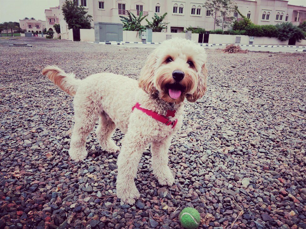 ClaireSale's tweet photo. New experience of importing a dog to Saudi on my blog. Feel free to read it if you're bringing a dog, or share it if you know someone who is. https://t.co/G72sMOrDVM
#petimport #dogimport #saudipets #kaustpets #saudidogsofinstagram #flyingwithdogs #cutedog #saudidog #traveldog https://t.co/ScO6NBjyx7