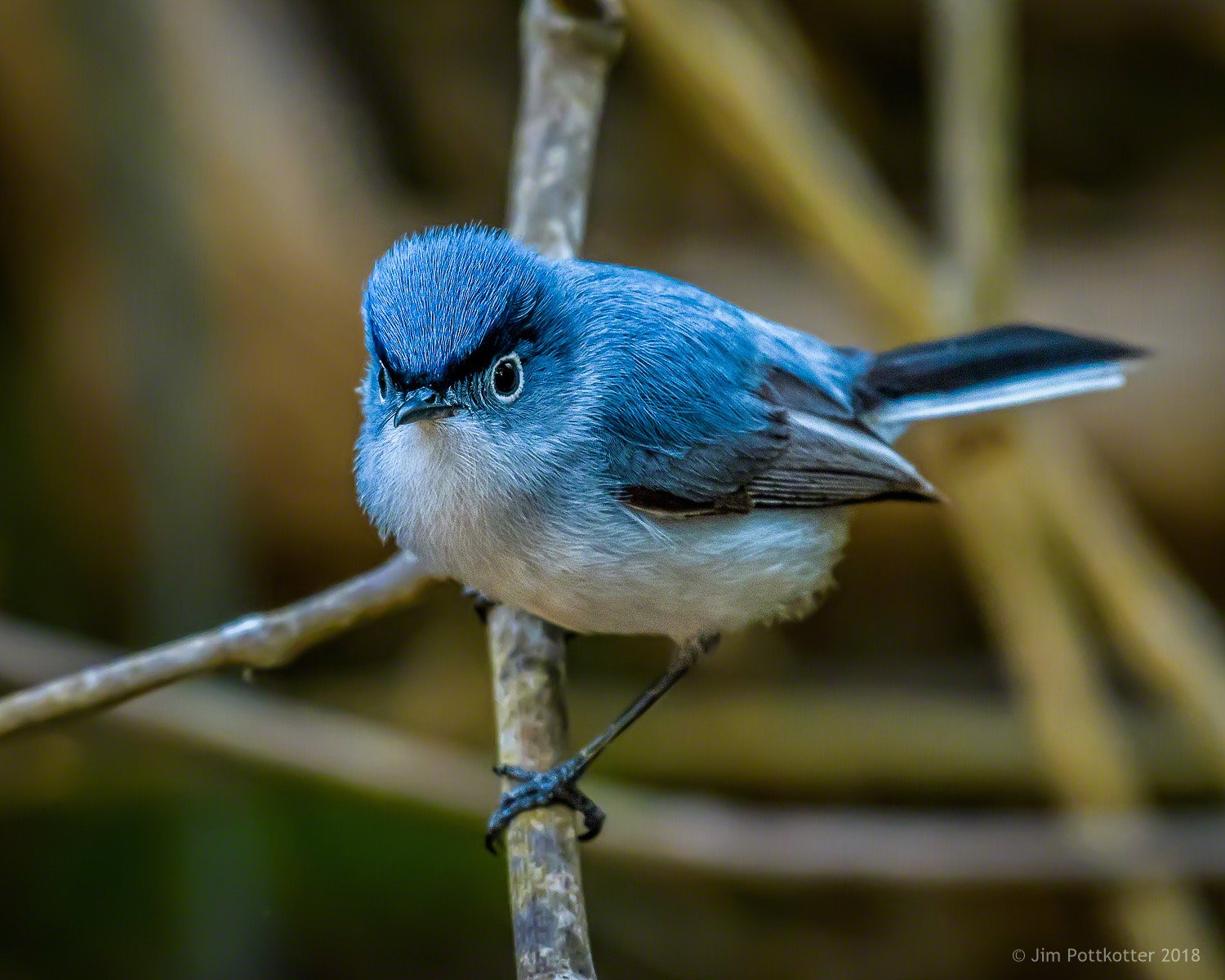 Blue Gray Gnatcatcher Posing — The Sleepy Seahorse