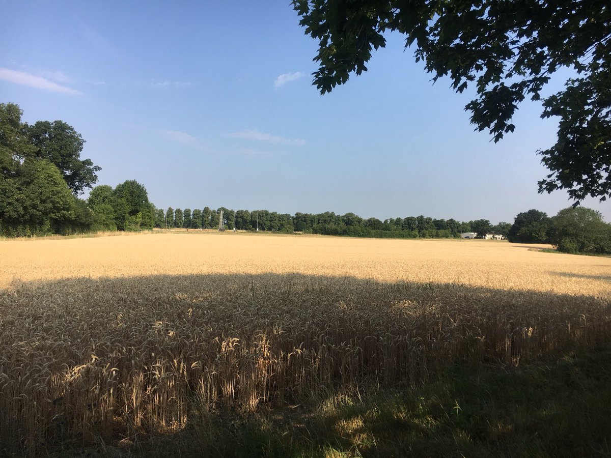 RresStudents's tweet photo. Did we mention it’s HOT??? Everything’s looking a little crispy over here!  #crispy #phd #phdlife #rothamsted @Rothamsted https://t.co/mnUX5pb1g9