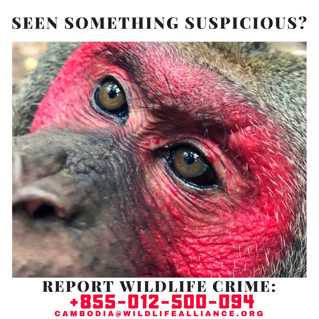 PhnomTamao's tweet photo. Keep your eyes open when living in/travelling around Cambodia. If you see anything unusual; wild animal kept as pets or the selling of the animal or their parts, please report via:

24/7 wildlife rescue hotline number at +855-012-500-094
Email us at cambodia@wildlifealliance.org https://t.co/V2Rt9pp8LE