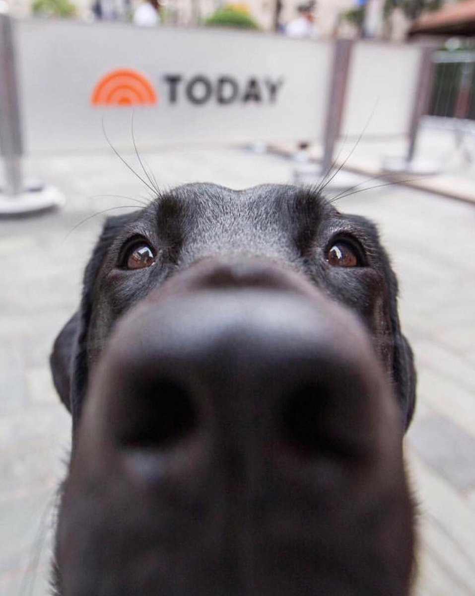 BreedmeApp's tweet photo. ¿Es viernes ya? Necesito fin de semana, gracias.

Is it Friday yet? in need of the weekend, thanks.
·
#breedmeapp #labrador #snifsnif #friday #weekend #closeup #hello #amorperruno #doglover #dogoftheday #dogs #pet #pets #mascota #mascotas #perro #perros #doggy #doglovers https://t.co/Ul8kXTIstU
