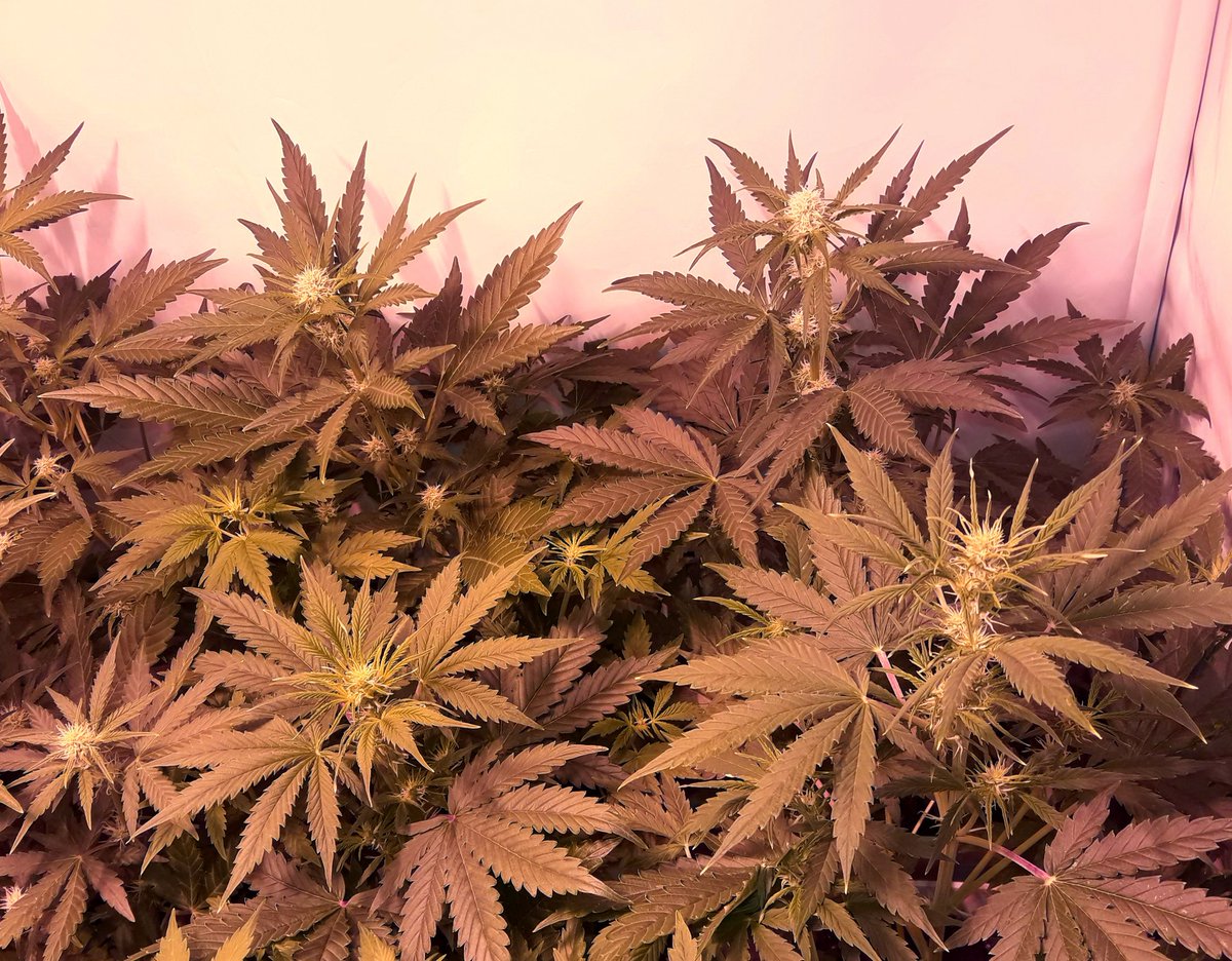 AdrycManellson's tweet photo. Weed Día Verde Mundo, hoy me he levantado muy vago:
Mirad que bonitas #MatanusK @GeaSeeds #CultivoExtremo #LEC315WTS y #SpectronLED, #RefBlanca, @HydroGardenLtd.
Sust.#SublimeMix y #Fertilizantes nueva gama #Orgánica @ProXL_Spain.
¿Os Gustan?
Alegría, Paz y Semis:-))) https://t.co/kNOJTdiEt6