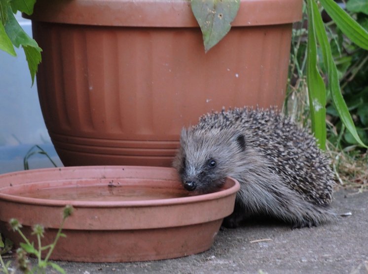 #FurnaceFriday despite the possibility of #Thunderstorms please put out fresh water for #hedgehogs they are really struggling during this #drought18 and #Heatwave 🐾🐾💞