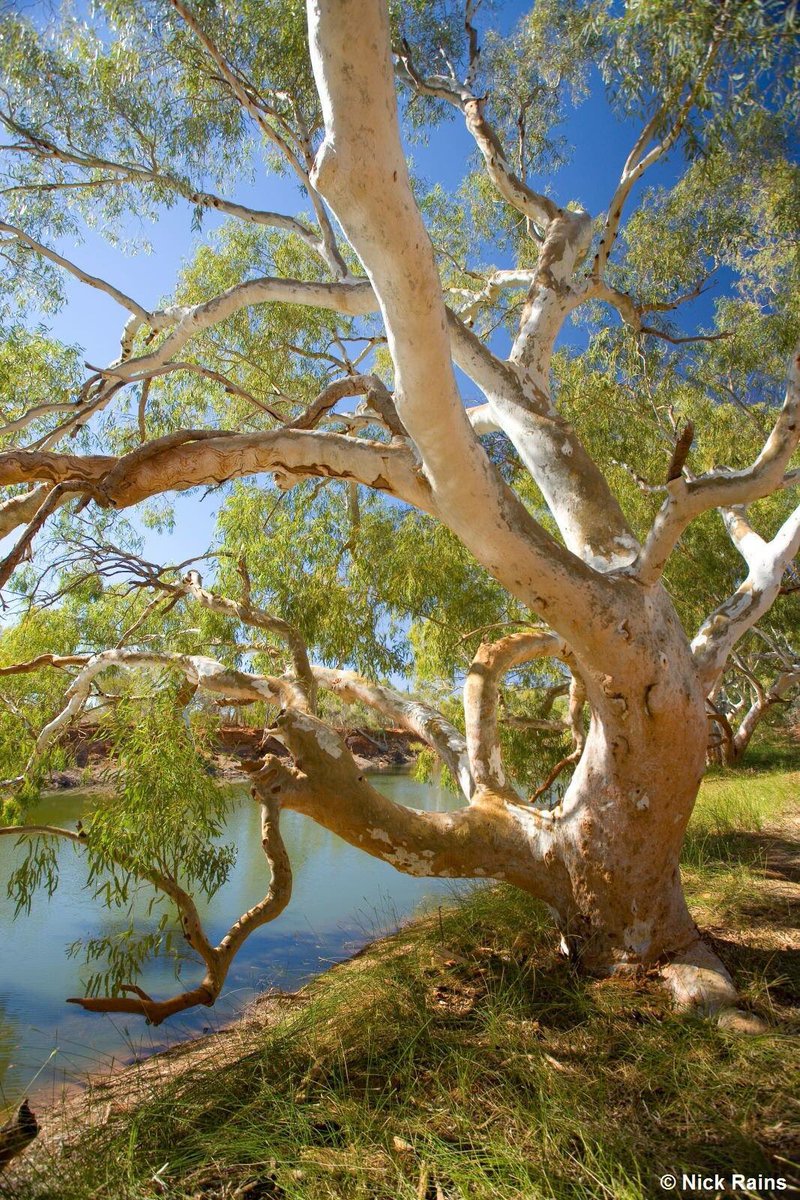 This Sunday 29 July is National Tree Day. I encourage you to get involved, pick up a trowel, and plant a tree. To find out about events in your area, visit: bit.ly/2KvnP1V