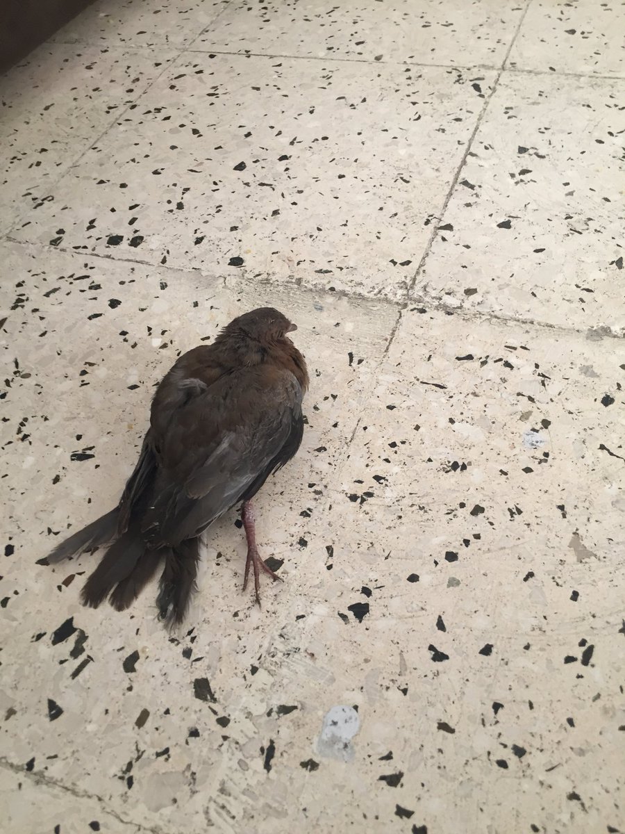 Qanday qilib men porno tomosha qildim