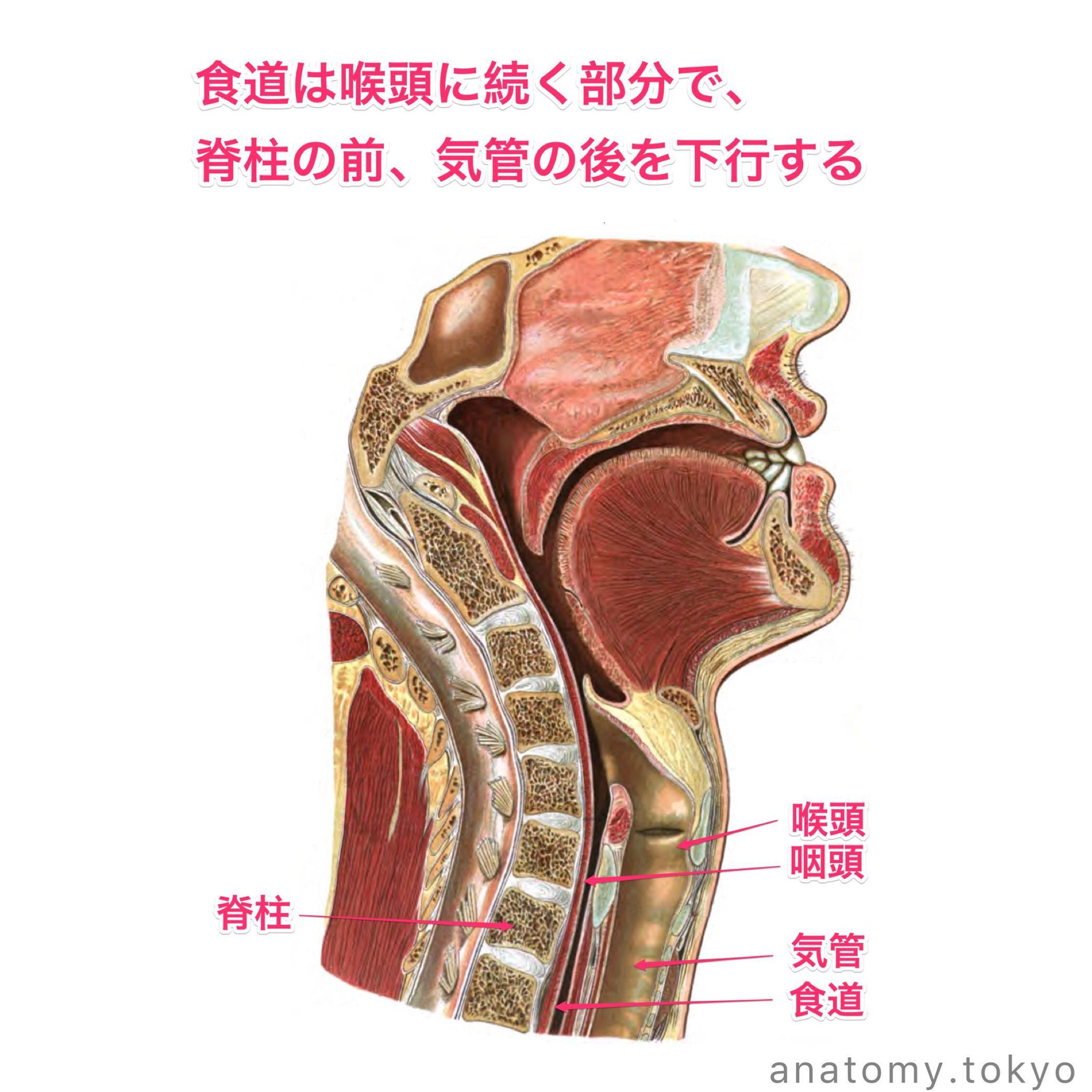 口腔・咽頭・喉頭・気管・食道 消化器官の働き 第2回 『のどと食道』｜医療法人 好友会 ひらた